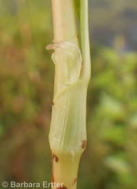 curlytop, nodding, or pale smartweed (<em>Persicaria lapathifolia</em>)