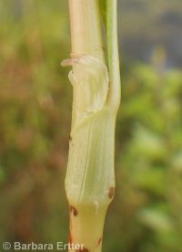 curlytop, nodding, or pale smartweed (<em>Persicaria lapathifolia</em>)