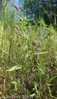 spotted smartweed, ladysthumb (<em>Persicaria maculosa</em>)