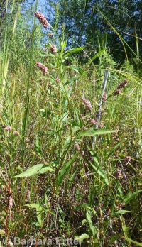 spotted smartweed, ladysthumb (<em>Persicaria maculosa</em>)