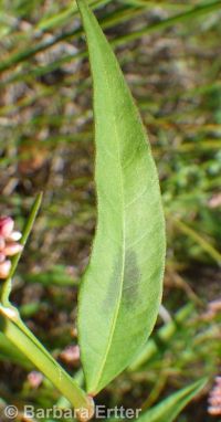 spotted smartweed, ladysthumb (<em>Persicaria maculosa</em>)