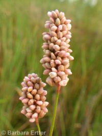 spotted smartweed, ladysthumb (<em>Persicaria maculosa</em>)