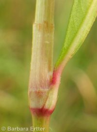 spotted smartweed, ladysthumb (<em>Persicaria maculosa</em>)