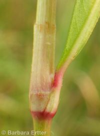 spotted smartweed, ladysthumb (<em>Persicaria maculosa</em>)