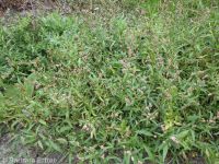 spotted smartweed, ladysthumb (<em>Persicaria maculosa</em>)