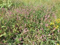Pensylvania smartweed (<em>Persicaria pensylvanica</em>)