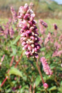 Pensylvania smartweed (<em>Persicaria pensylvanica</em>)
