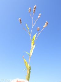 Pensylvania smartweed (<em>Persicaria pensylvanica</em>)