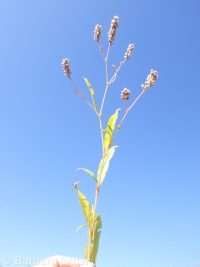 Pensylvania smartweed (<em>Persicaria pensylvanica</em>)