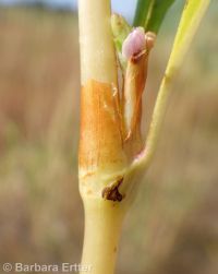 Pensylvania smartweed (<em>Persicaria pensylvanica</em>)