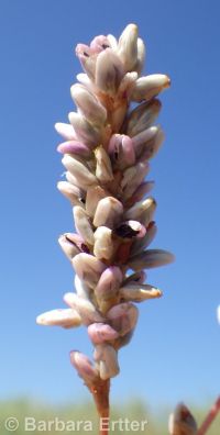 Pensylvania smartweed (<em>Persicaria pensylvanica</em>)