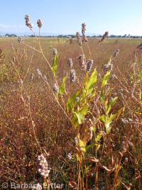 Pensylvania smartweed (<em>Persicaria pensylvanica</em>)