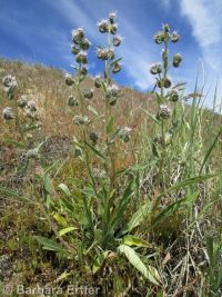 silverleaf phacelia (<em>Phacelia hastata var. hastata</em>)