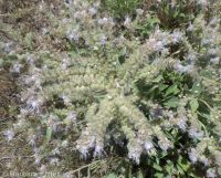 silverleaf phacelia (<em>Phacelia hastata var. hastata</em>)