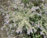 silverleaf phacelia (<em>Phacelia hastata var. hastata</em>)