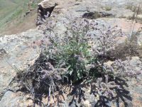 silverleaf phacelia (<em>Phacelia hastata var. hastata</em>)