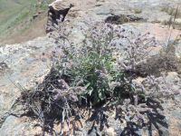 silverleaf phacelia (<em>Phacelia hastata var. hastata</em>)