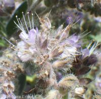silverleaf phacelia (<em>Phacelia hastata var. hastata</em>)