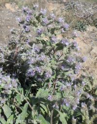 silverleaf phacelia (<em>Phacelia hastata var. hastata</em>)