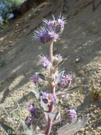 silverleaf phacelia (<em>Phacelia hastata var. hastata</em>)