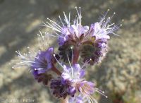 silverleaf phacelia (<em>Phacelia hastata var. hastata</em>)