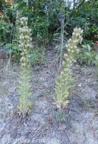 wand or virgate phacelia (<em>Phacelia heterophylla var. heterophylla</em>)