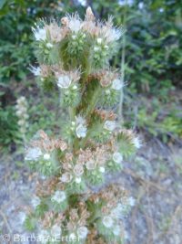 wand or virgate phacelia (<em>Phacelia heterophylla var. heterophylla</em>)