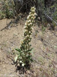 wand or virgate phacelia (<em>Phacelia heterophylla var. heterophylla</em>)