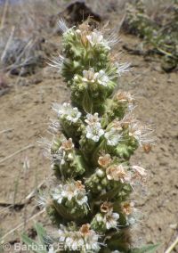 wand or virgate phacelia (<em>Phacelia heterophylla var. heterophylla</em>)