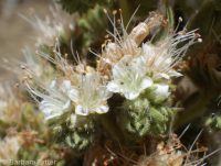 wand or virgate phacelia (<em>Phacelia heterophylla var. heterophylla</em>)