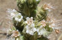wand or virgate phacelia (<em>Phacelia heterophylla var. heterophylla</em>)