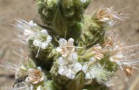 wand or virgate phacelia (<em>Phacelia heterophylla var. heterophylla</em>)