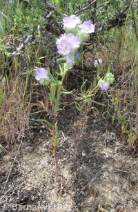 threadleaf phacelia (<em>Phacelia linearis</em>)