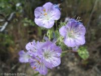 threadleaf phacelia (<em>Phacelia linearis</em>)