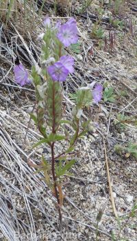 threadleaf phacelia (<em>Phacelia linearis</em>)