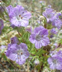 threadleaf phacelia (<em>Phacelia linearis</em>)