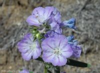 threadleaf phacelia (<em>Phacelia linearis</em>)