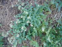branched phacelia (<em>Phacelia ramosissima var. subglabra</em>)