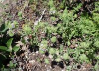 branched phacelia (<em>Phacelia ramosissima var. subglabra</em>)
