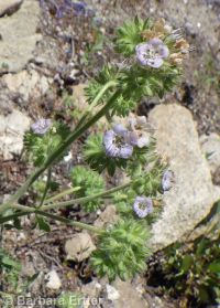branched phacelia (<em>Phacelia ramosissima var. subglabra</em>)