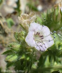 branched phacelia (<em>Phacelia ramosissima var. subglabra</em>)