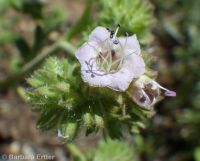 branched phacelia (<em>Phacelia ramosissima var. subglabra</em>)