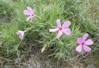 pricklyleaf phlox (<em>Phlox aculeata</em>)