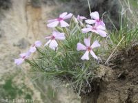 pricklyleaf phlox (<em>Phlox aculeata</em>)
