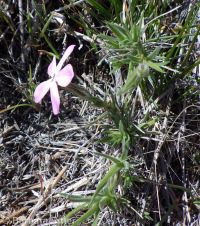 pricklyleaf phlox (<em>Phlox aculeata</em>)