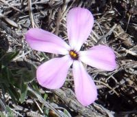 pricklyleaf phlox (<em>Phlox aculeata</em>)