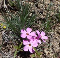 pricklyleaf phlox (<em>Phlox aculeata</em>)