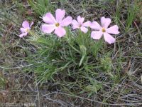 pricklyleaf phlox (<em>Phlox aculeata</em>)