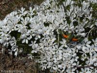 carpet or Hood''s phlox (<em>Phlox hoodii</em>)
