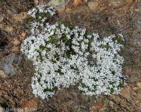 tufted carpet phlox (<em>Phlox caespitosa</em>)